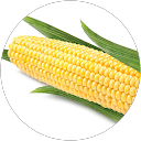Jolpol Sinogóra profile picture